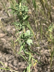 Rhopalomyia gemmaria