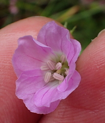 Geranium pulchrum