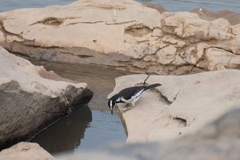 Motacilla samveasnae