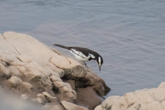 Motacilla samveasnae