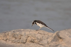 Motacilla samveasnae