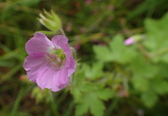 Geranium pulchrum