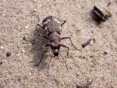 Cicindela hybrida