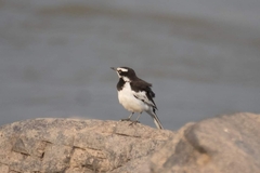 Motacilla samveasnae