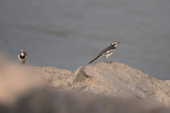 Motacilla samveasnae