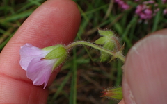 Geranium pulchrum
