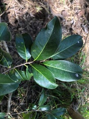 Casearia multinervosa