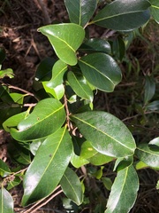 Casearia multinervosa