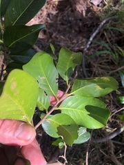 Casearia multinervosa