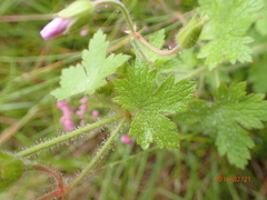 Geranium pulchrum