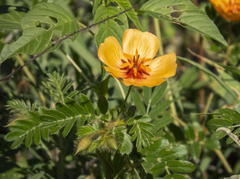 Kallstroemia grandiflora