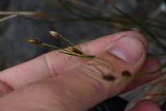 Juncus drummondii