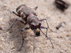 Cicindela hybrida