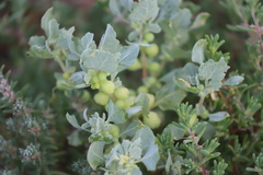 Atriplex holocarpa