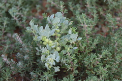 Atriplex holocarpa