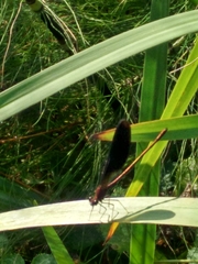 Calopteryx haemorrhoidalis