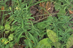 Linaria acutiloba