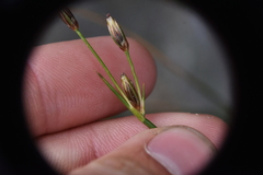 Juncus drummondii