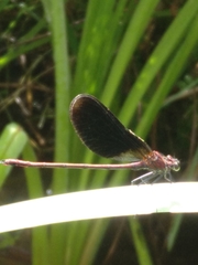 Calopteryx haemorrhoidalis