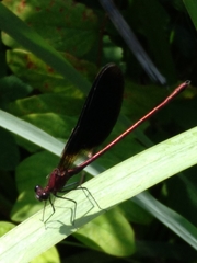 Calopteryx haemorrhoidalis