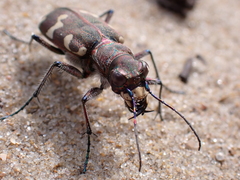 Cicindela hybrida