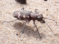 Cicindela hybrida