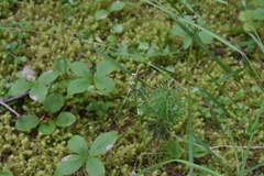 Pyrola minor