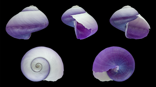 Violet Sea Snail