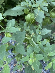 Physalis philadelphica