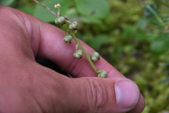 Pyrola minor