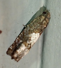 Epinotia trigonella
