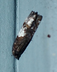 Epinotia trigonella