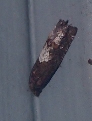Epinotia trigonella