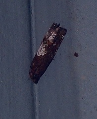 Epinotia trigonella