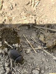 Canthon pilularius
