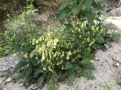 Nabalus × mainensis