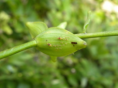 Macrosiphum lilii