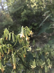 Nabalus × mainensis