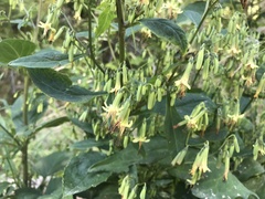 Nabalus × mainensis