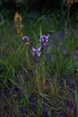 Castilleja lassenensis