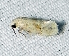 Platphalonidia magdalenae