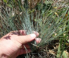 Festuca ammobia