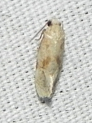 Platphalonidia magdalenae