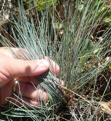 Festuca ammobia