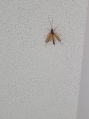 Opheltes glaucopterus