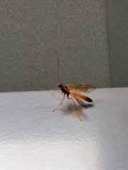 Opheltes glaucopterus