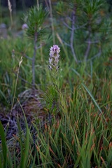 Castilleja lassenensis