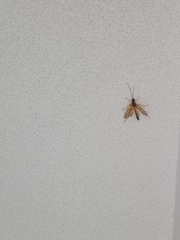 Opheltes glaucopterus