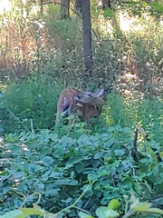 Odocoileus virginianus