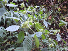 Phaulopsis imbricata